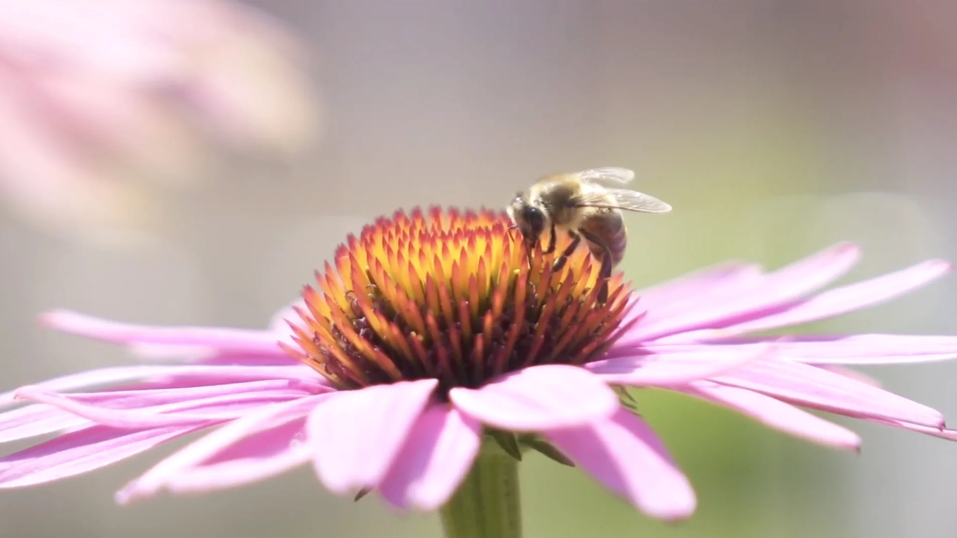 Rooted in Style Since 1964